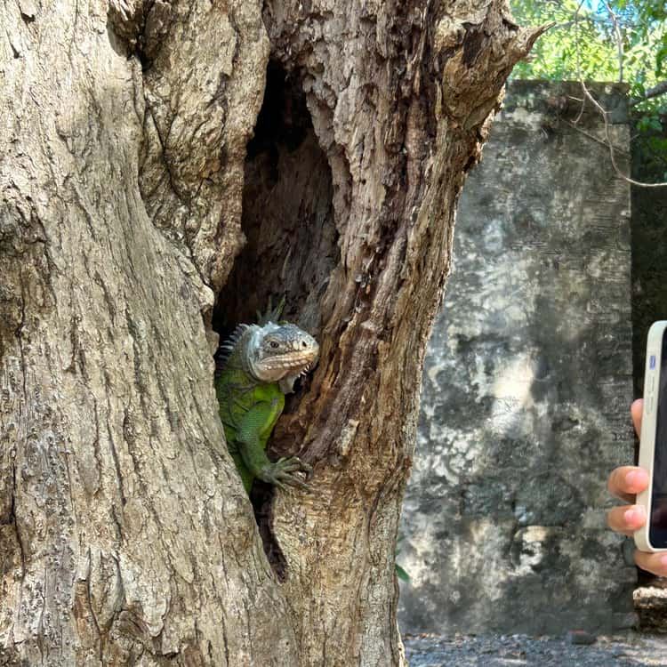 Iguane endémique observé dans un arbre à l'îlet Chancel